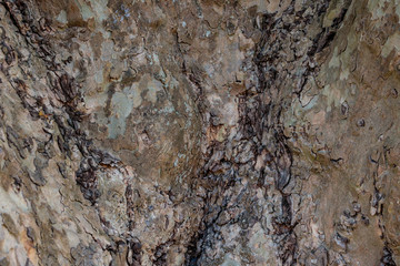 cracked rough tree bark surface texture