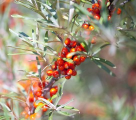  sea-buckthorn berries contain vitamin C , are used in pharmacology, medicine, cosmetology 