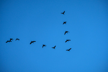 flock of birds lining up in v shape on the blue sky