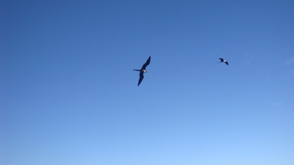 Fototapeta premium Aves en cielo venezolano
