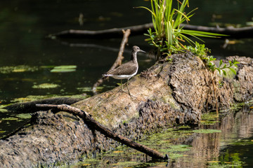 Chevalier culblanc - Tringa ochropus - Green Sandpiper