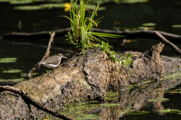 Chevalier culblanc - Tringa ochropus - Green Sandpiper