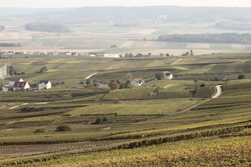 Obraz premium Champagne