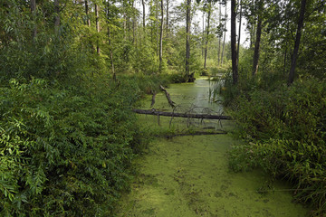 Wassergraben im Nationalpark Białowieża Urwald / Polen  - obrazy, fototapety, plakaty