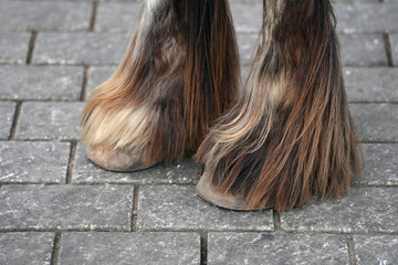 The hoofs of a long-haired brown horse.
