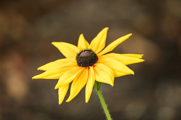 blooming yellow daisy with opened up petals 