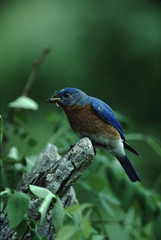 Eastern Bluebird (Sialia Sialis)