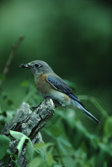 Eastern Bluebird (Sialia Sialis)