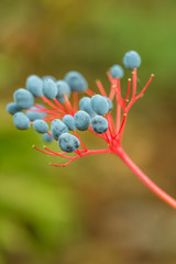 red branch filled with tiny dark purple berries with blurry background