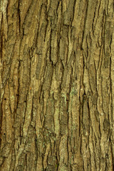 rough brown tree trunk surface texture background
