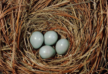 Naklejka na ściany i meble Eastern Bluebird eggs in bird nest (Sialia Sialis)