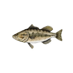 Laremouth Bass