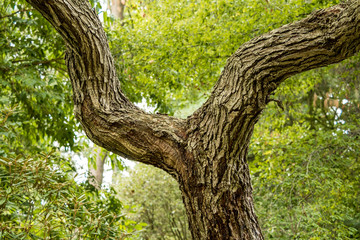 y shaped tree trunk split frame into three green sections