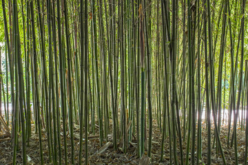 Bamboo garden. Bamboo forest natural green background