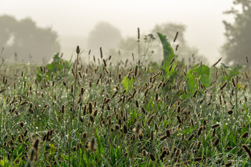 meadow with wet grass and dew drops in the morning