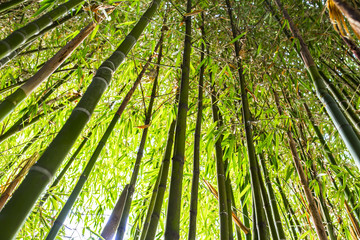 Bamboo garden. Bamboo forest natural green background