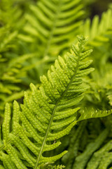 texture of fern leaves with green background