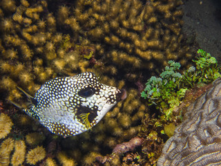 smooth trunkfish grazing on coral.