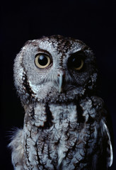 Eastern Screech Owl (Megascops Asio)