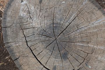 Fototapeta premium Amud Stream Nature Reserve in Northern Israel