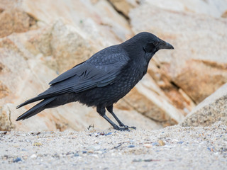 Crow on the beach at Larmor-Plage, South Brittany, 7 February 2017