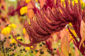 dense corn like  red flowers on a curved branch in the garden