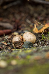 two tiny brown mushrooms on the ground in the shade.