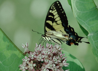 Eastern Tiger Swallowtail Butterfly (Papilio Glaucus)