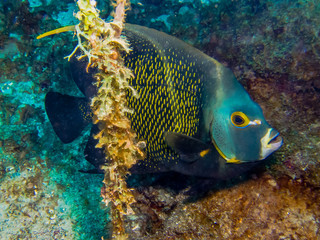 french angelfish on the coral reef, behind algae