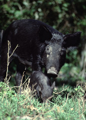 Feral Pig (Sus Scrofa)