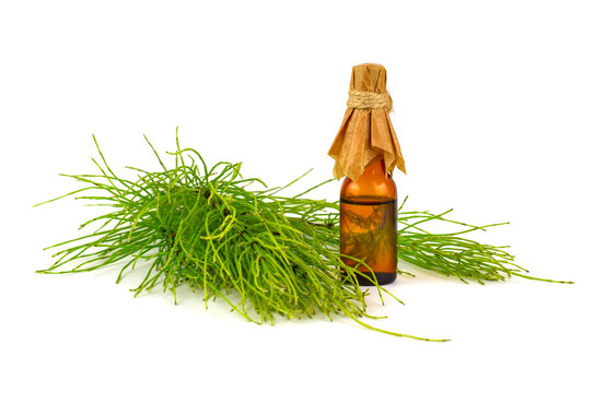 Common Horsetail Medicinal Herb Plant. Pharmaceutical Extracted Infusion  Tincture or Essential Oil in a Bottle. Also Equisetum Arvense. Isolated on  White Background. Stock Photo | Adobe Stock