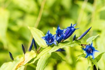 bunch of tiny purple flowers on the branch with green background