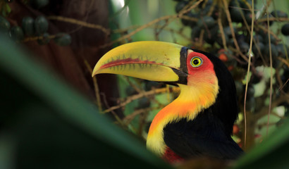 Tucano-de-bico-verde - Ramphastos dicolorus