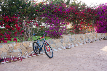 Fototapeta na wymiar Lonely bike left on parking next to colorful bougainvillea bushes