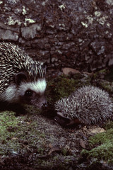 Hedgehog Mother with Baby
