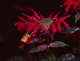 Hawk Moth Feeding on Bee Balm Wildflower (Sphinx Ligustri)