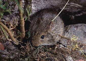 Naklejka na ściany i meble Hispid Cotton Rat (Sigmodon Hispidus)