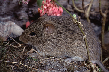 Hispid Cotton Rat (Sigmodon Hispidus)