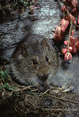 Hispid Cotton Rat (Sigmodon Hispidus)