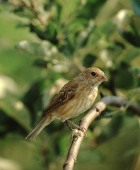Indigo Bunting (Passerina Cyanea)