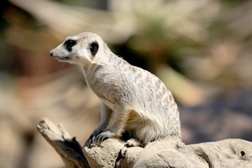 Fototapeta premium Meerkat