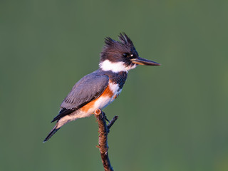 Belted Kingfisher Closeup Portrait on Green Background