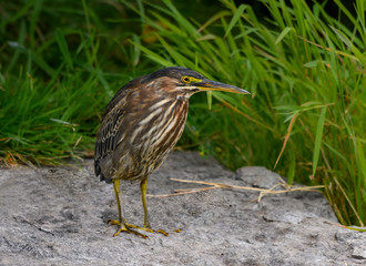 Juvenile Green Heron Standing on Rock Portrait