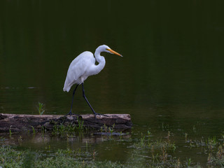 Naklejka premium Great Egret Standing on Log