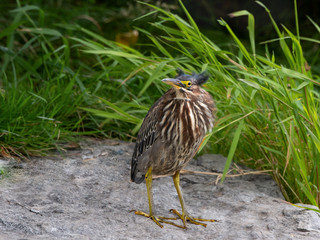 Juvenile Green Heron Standing on Rock Portrait