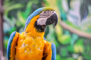 Blue-and-yellow macaw parrot