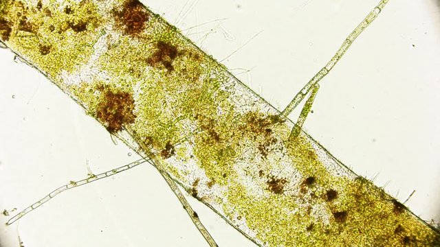 movement of nutrient inside a root under microscope 4K