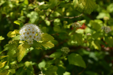 コデマリの花