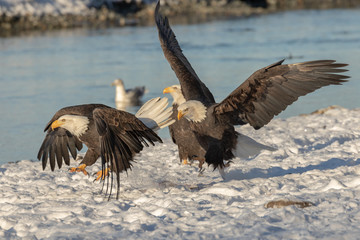 Eagle