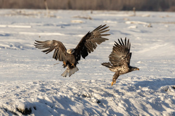 Eagle